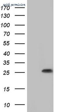 OriGene TA804224AM image 1