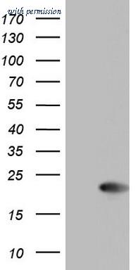 OriGene TA804238AM image 1