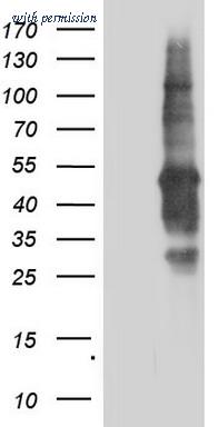 OriGene TA804250BM image 1