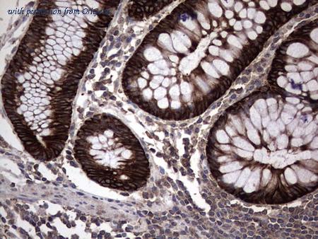 OriGene TA804261BM image 1