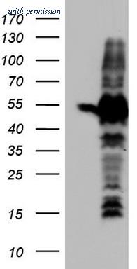OriGene TA804268BM image 1
