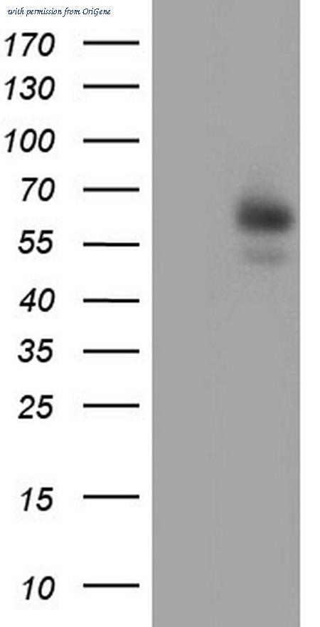 OriGene TA804311AM image 1