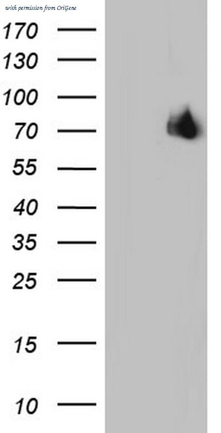 OriGene TA804315AM image 1
