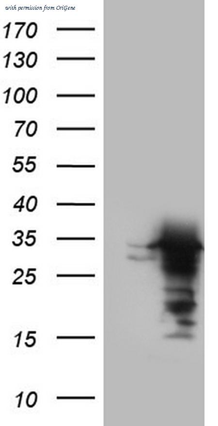 OriGene TA804316AM image 1