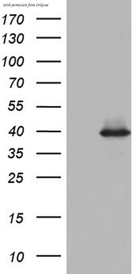 OriGene TA804318AM image 1