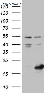 OriGene TA804324AM image 1