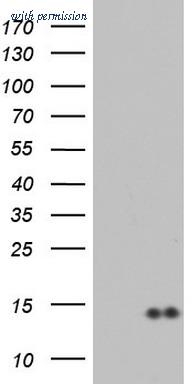 OriGene TA804342BM image 1