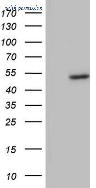 OriGene TA804351BM image 1