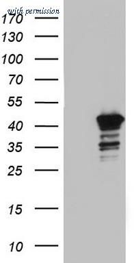 OriGene TA804357BM image 1