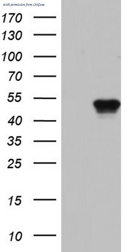 OriGene TA804358AM image 1