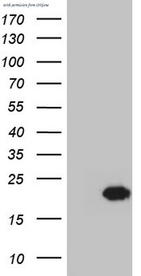 OriGene TA804389AM image 1