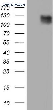 OriGene TA804403AM image 1