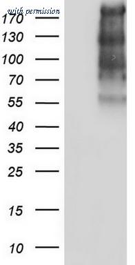 OriGene TA804409AM image 1