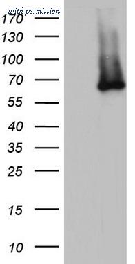 OriGene TA804411AM image 1