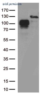 OriGene TA804414BM image 1
