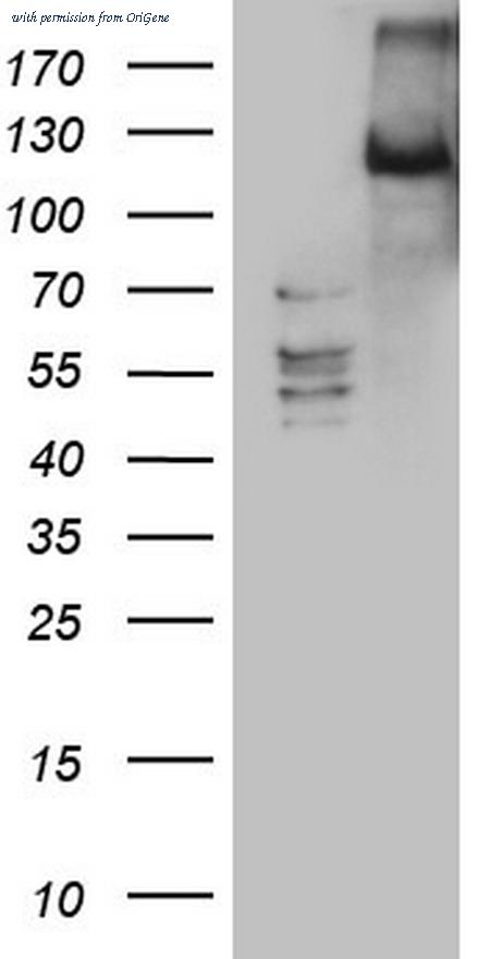 OriGene TA804435BM image 1