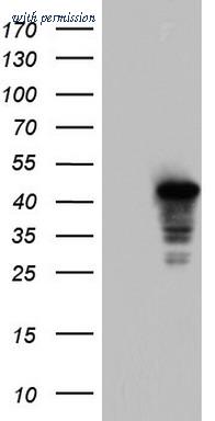 OriGene TA804472AM image 1