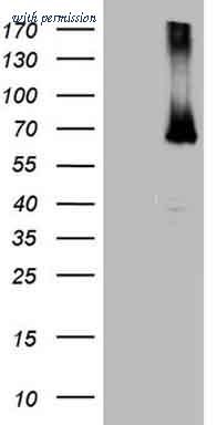 OriGene TA804480AM image 1