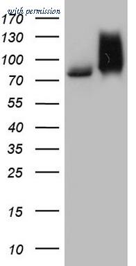 OriGene TA804563AM image 1