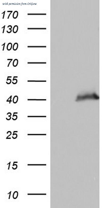 OriGene TA804570AM image 1