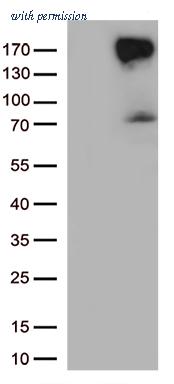 OriGene TA804606BM image 1