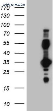 OriGene TA804627AM image 1
