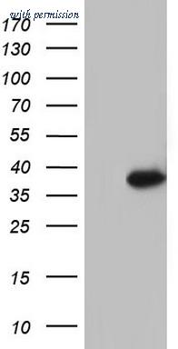 OriGene TA804628AM image 1