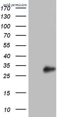 OriGene TA804645AM image 1