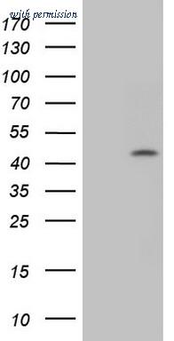 OriGene TA804673AM image 1