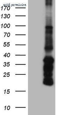 OriGene TA804679BM image 1