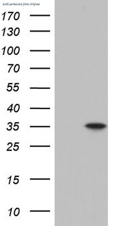OriGene TA804696AM image 1
