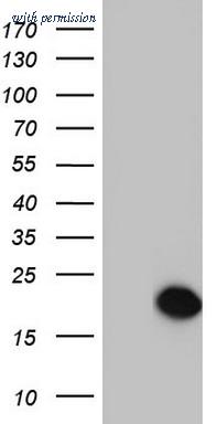 OriGene TA804715BM image 1