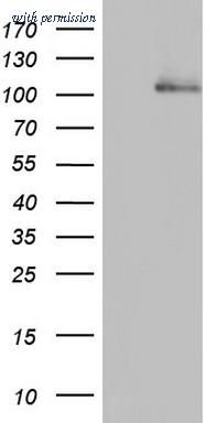OriGene TA804743AM image 1