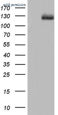 OriGene TA804747AM image 1