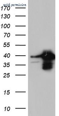 OriGene TA804755AM image 1