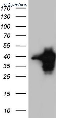 OriGene TA804765AM image 1