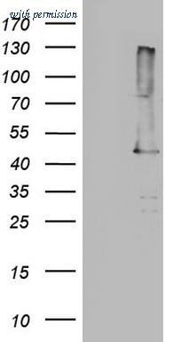 OriGene TA804804BM image 1