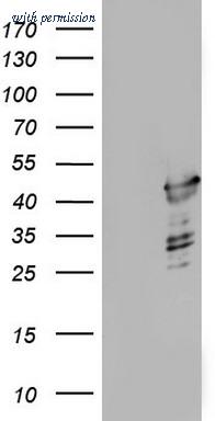 OriGene TA804805BM image 1
