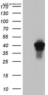 OriGene TA804819BM image 1