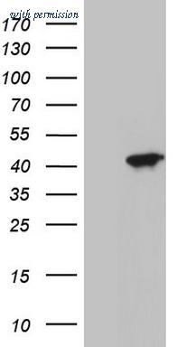 OriGene TA804830AM image 1