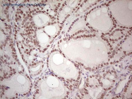 OriGene TA804847AM image 1