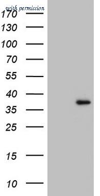 OriGene TA804850AM image 1