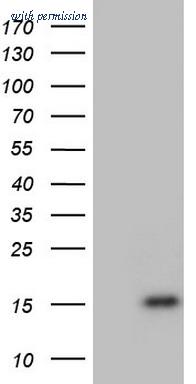 OriGene TA804886BM image 1