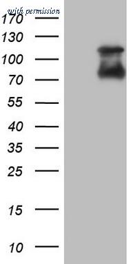 OriGene TA804891BM image 1