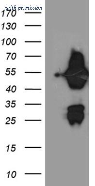 OriGene TA804902AM image 1