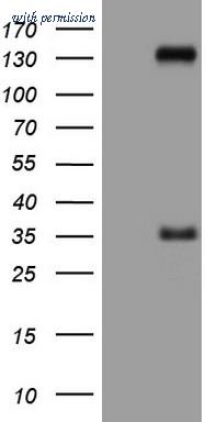 OriGene TA804906AM image 1