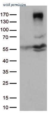 OriGene TA804937BM image 1