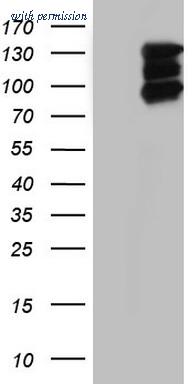 OriGene TA804962BM image 1