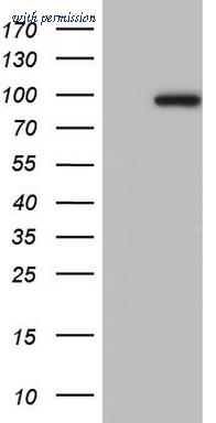 OriGene TA805005AM image 1