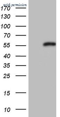 OriGene TA805006AM image 1